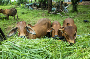 dairy farming